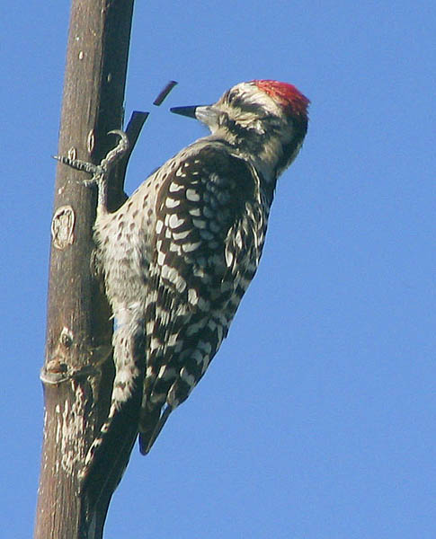  Ladder-backed woodpecker (male)